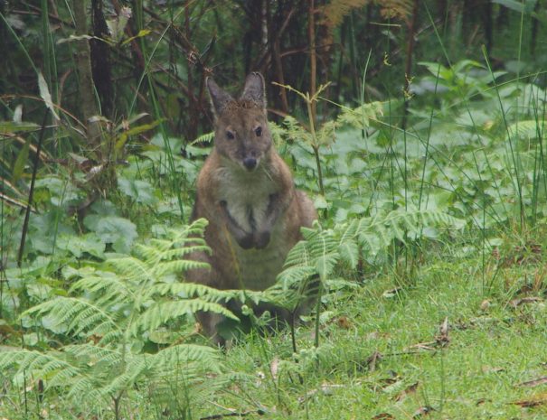 Wallaby
