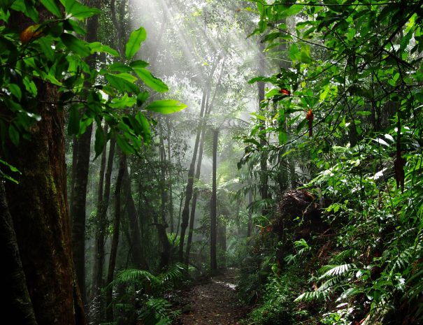 RAIN FOREST