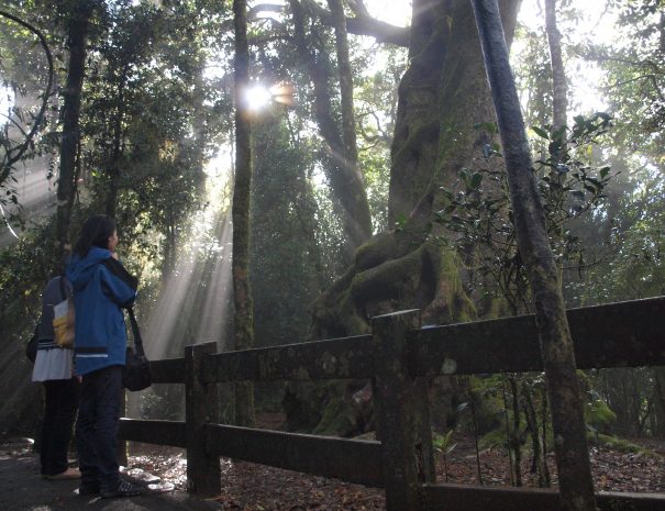 Springbrook