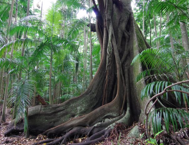 RAIN FOREST
